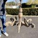 Old wooden chandelier Henri II 6 Gothic dragons