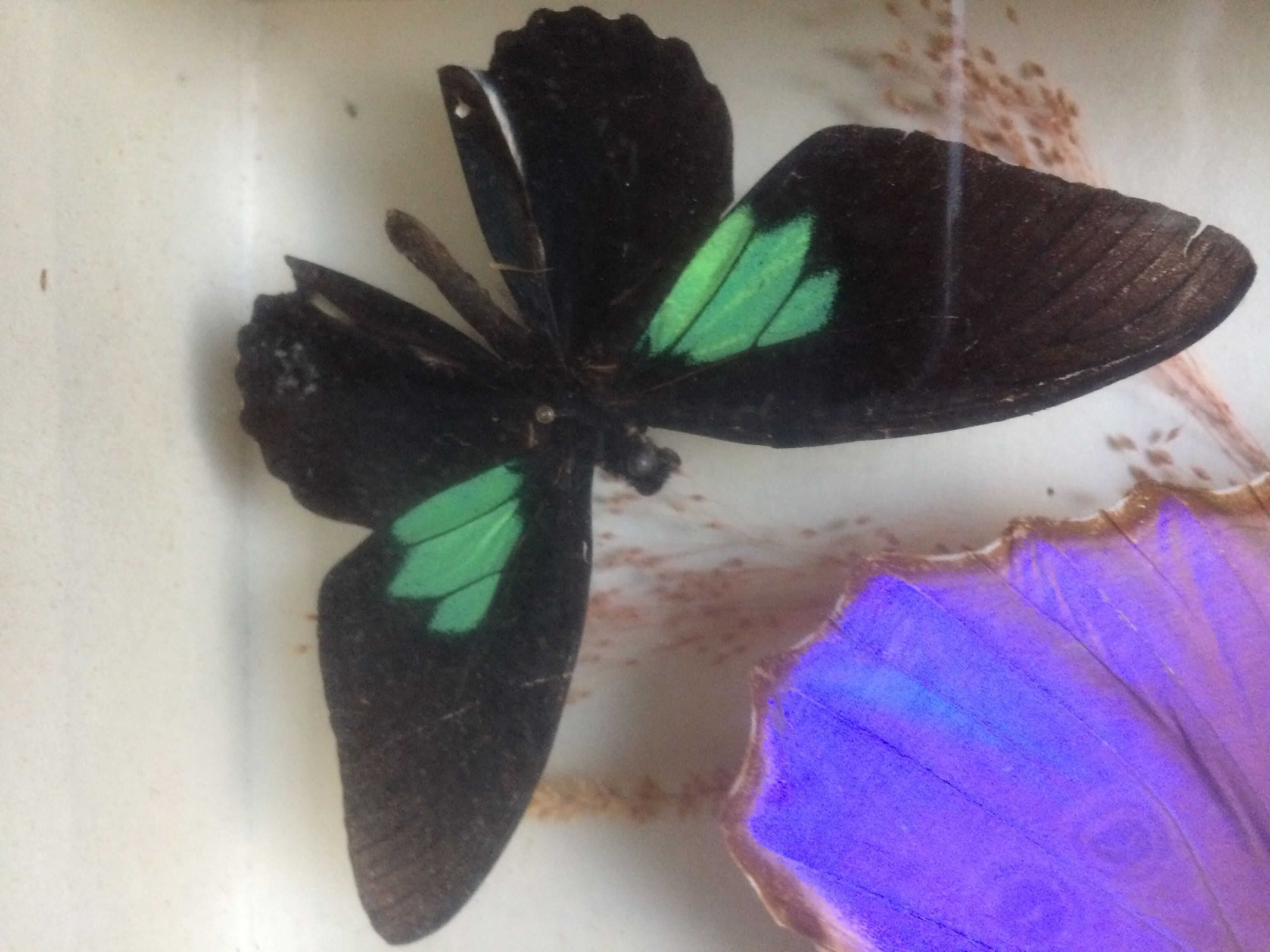 Butterfly frame taxidermy