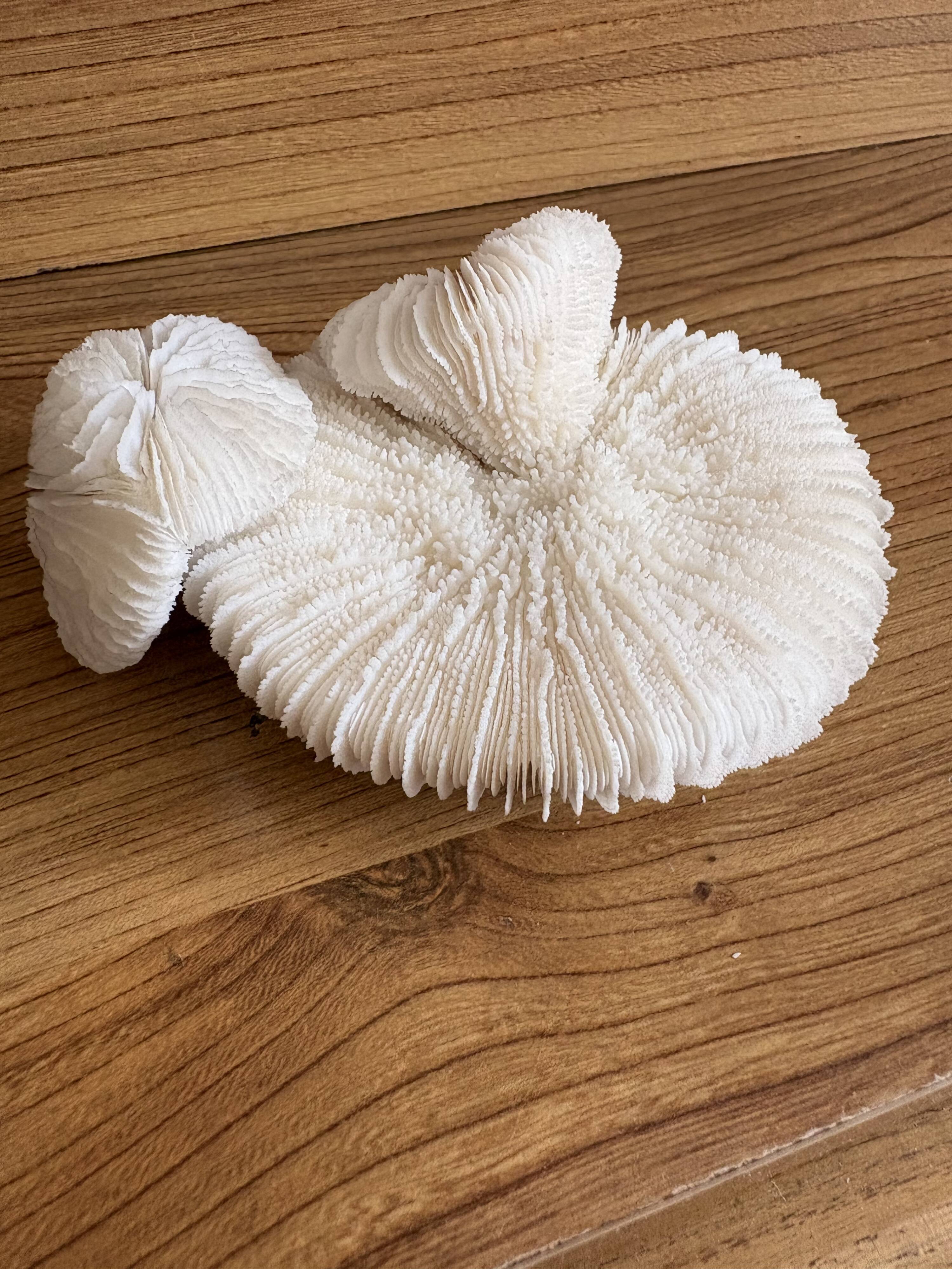 Coral Fungia "shark cushion"