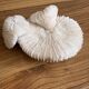 Coral Fungia "shark cushion"