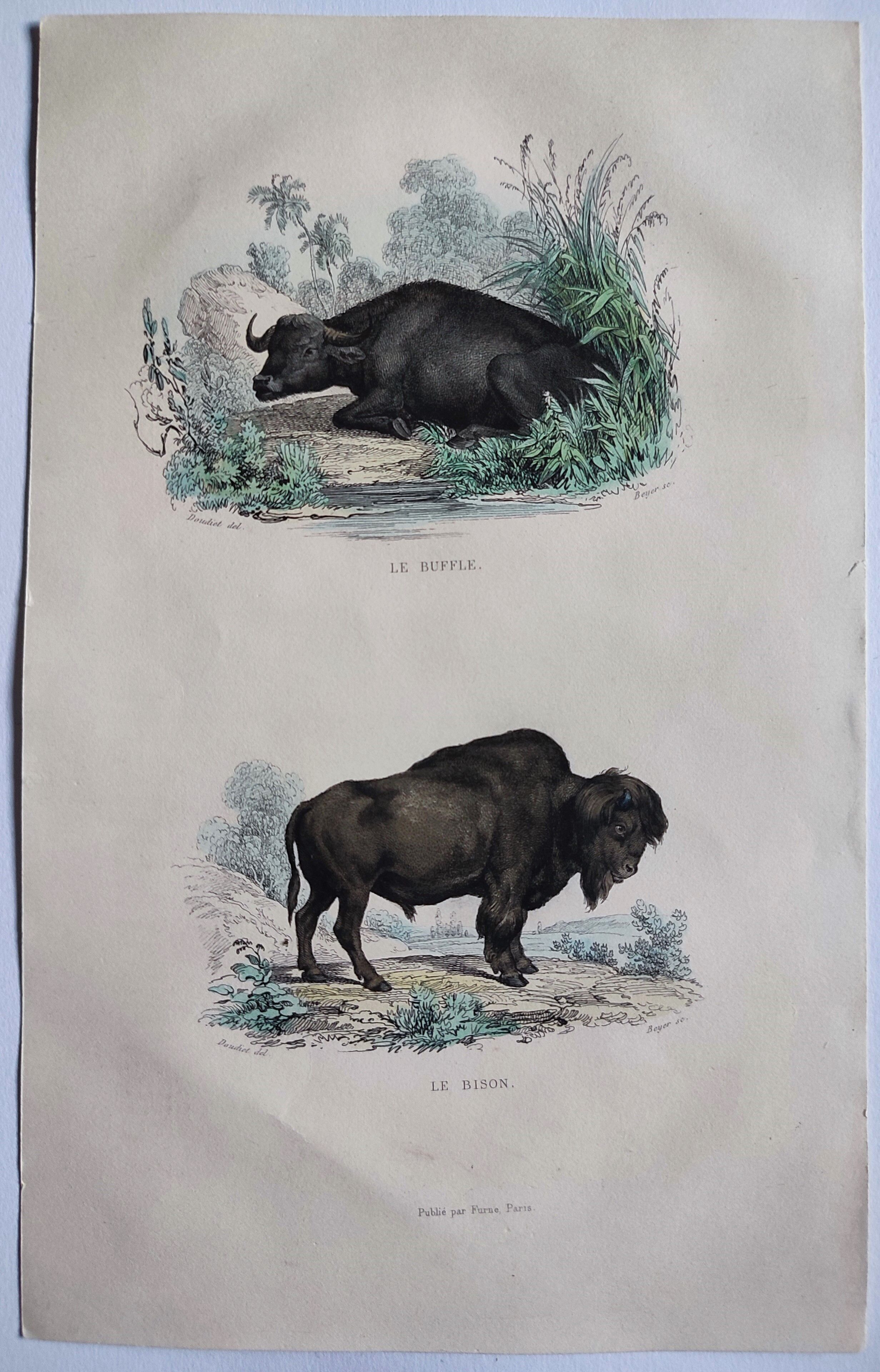 Planche zoologique originale de 1839 " Buffle, Bison"
