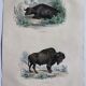 Planche zoologique originale de 1839 " Buffle, Bison"