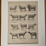Lithograph of sheep - 1920