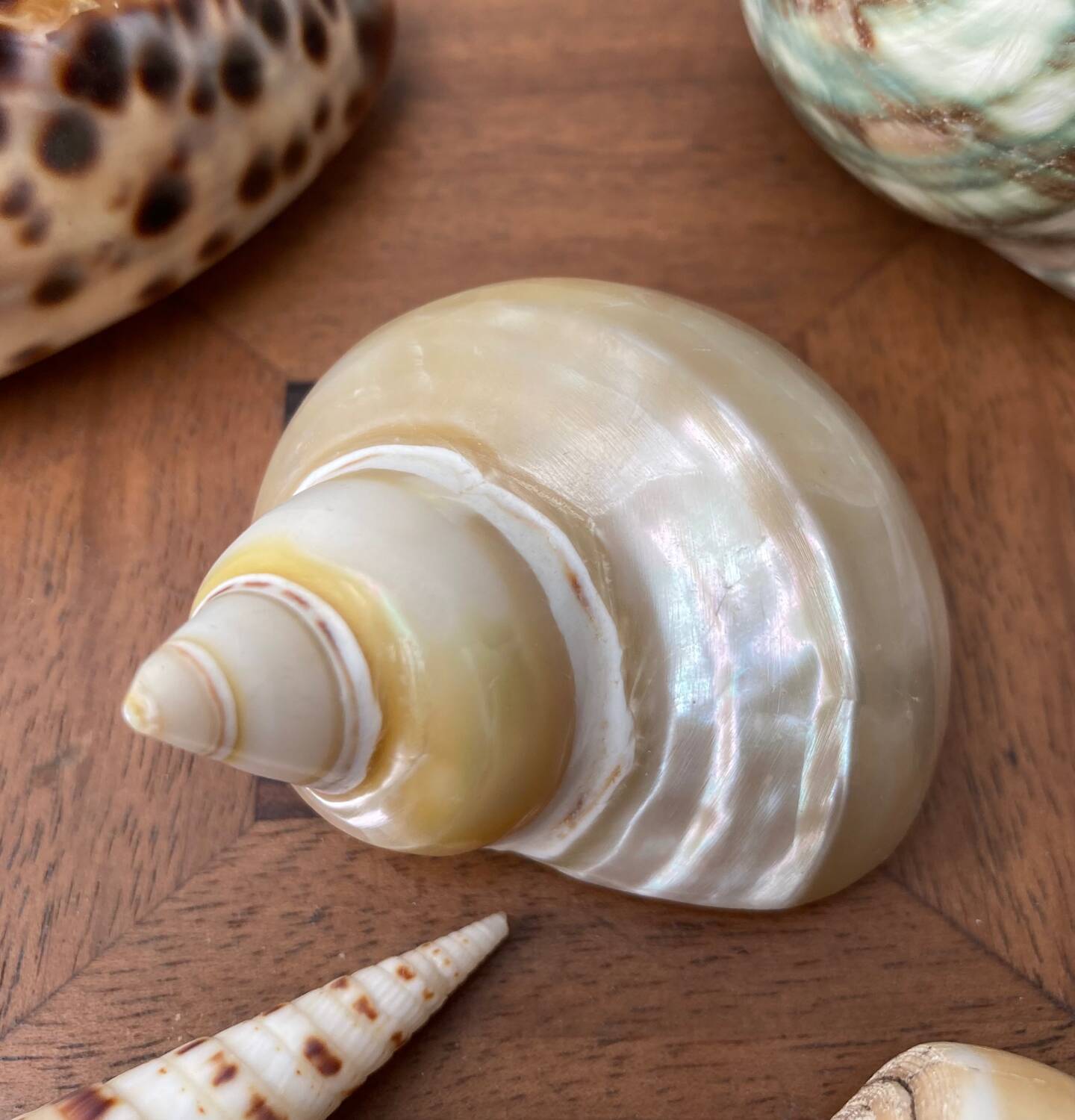 80s Seashell Set