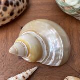 80s Seashell Set