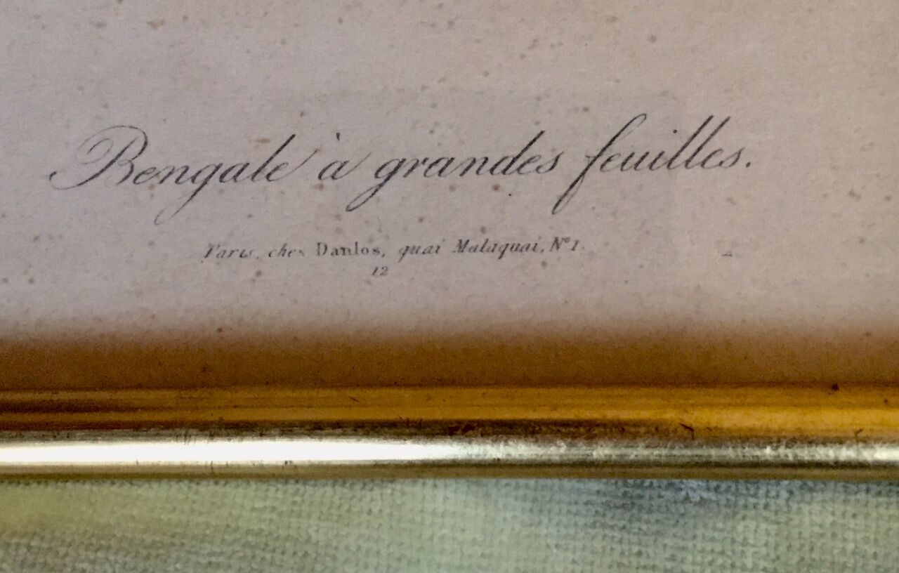 2 framed botanical posters