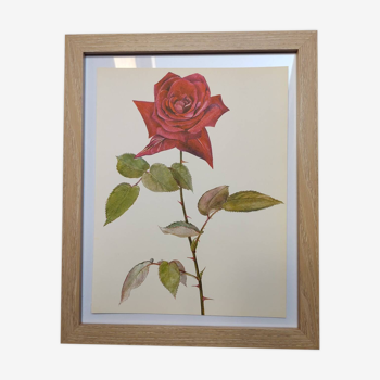 Botanical illustration from 1968 Poinsettia - Vintage flower and red rose print