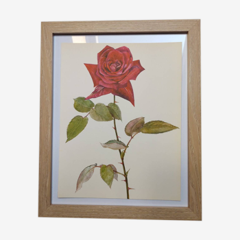 Illustration botanique de 1968 Poinsettia - Planche Vintage fleur et rose rouge