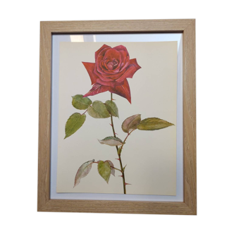 Illustration botanique de 1968 Poinsettia - Planche Vintage fleur et rose rouge