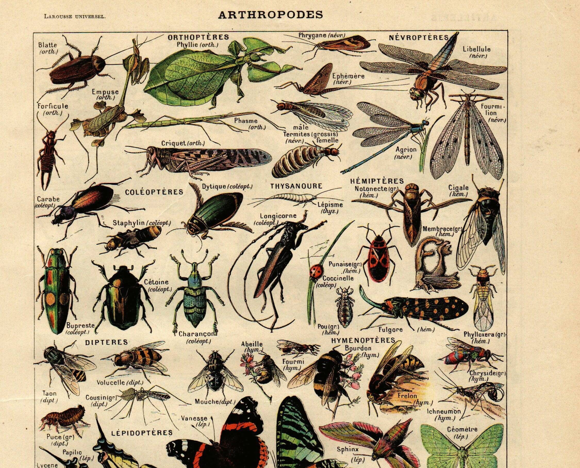 Old engraving from 1923 - Arthropods - Illustration, zoological plate