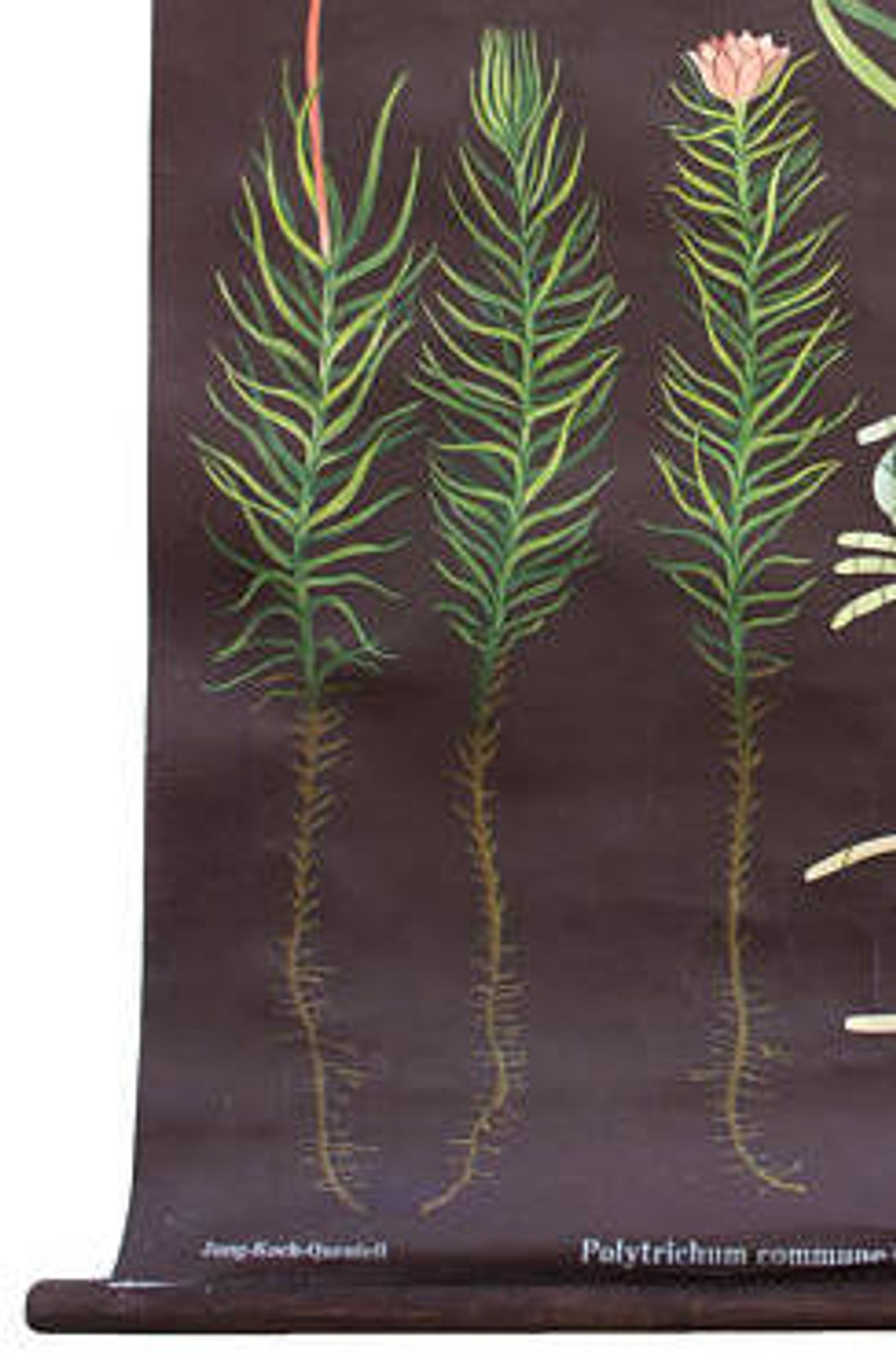 Educational painting of Jung-Koch-Quentell, polytrichum 1959