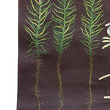 Tableau éducatif de Jung-Koch-Quentell, polytrichum 1959