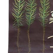 Educational painting of Jung-Koch-Quentell, polytrichum 1959