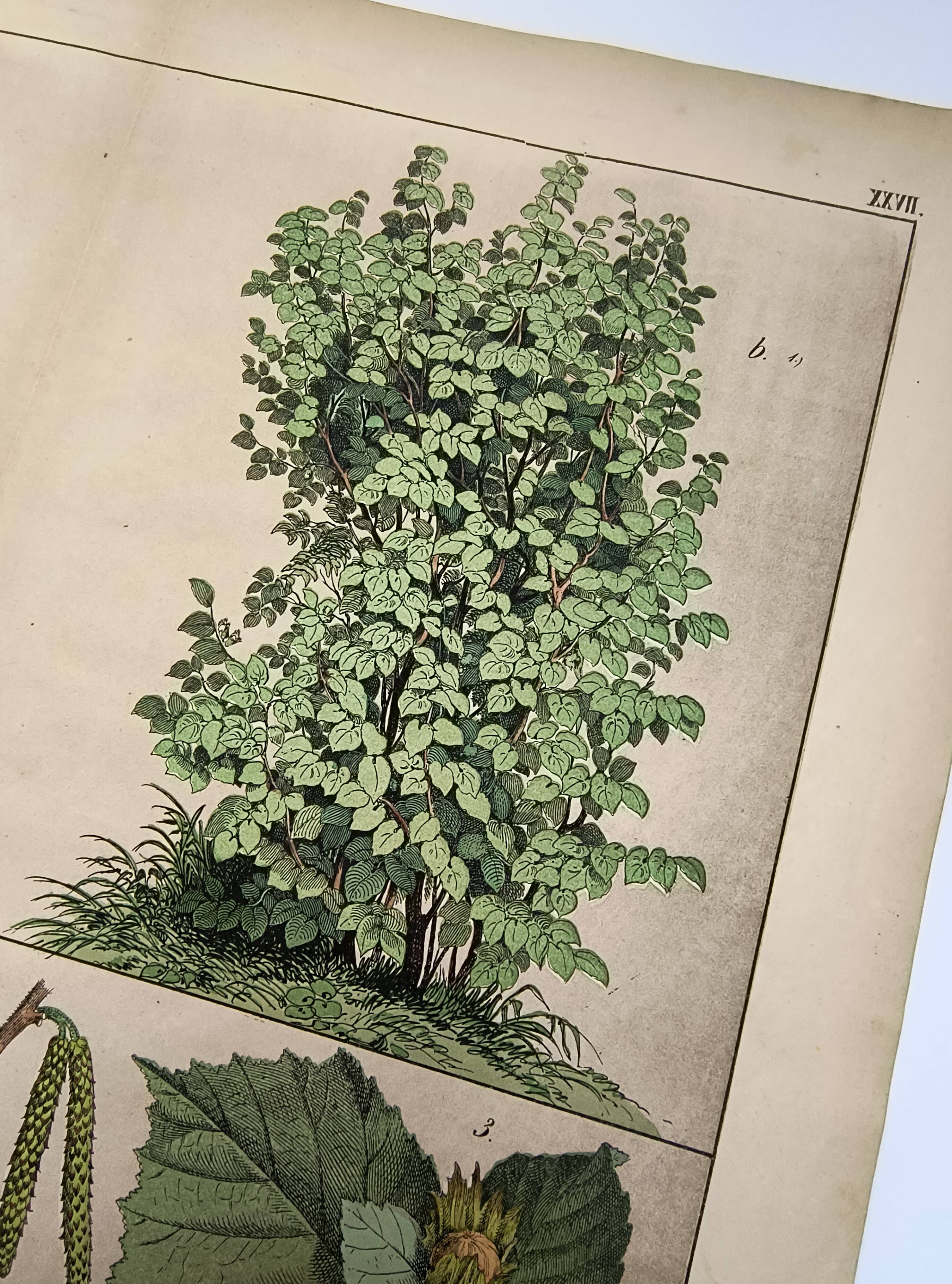Botanical engraving 1870 - Walnut and Hazelnut - Tree Plate