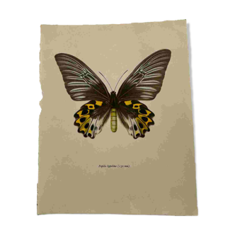 Gravure ancienne papillon planche botanique naturaliste 1900