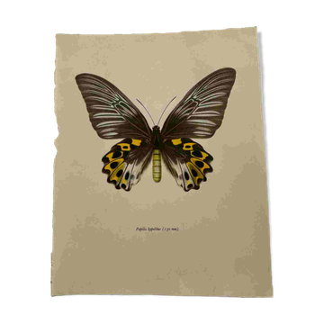 Gravure ancienne papillon planche botanique naturaliste 1900