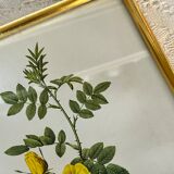 Botanical illustration PJ Redouté