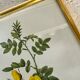 Botanical illustration PJ Redouté