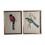 Two orthinological plates framed vintage, after J. & E. Gould (1955)