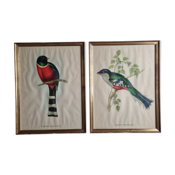 Two orthinological plates framed vintage, after J. & E. Gould (1955)