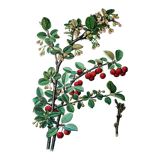 Cotton botanical board