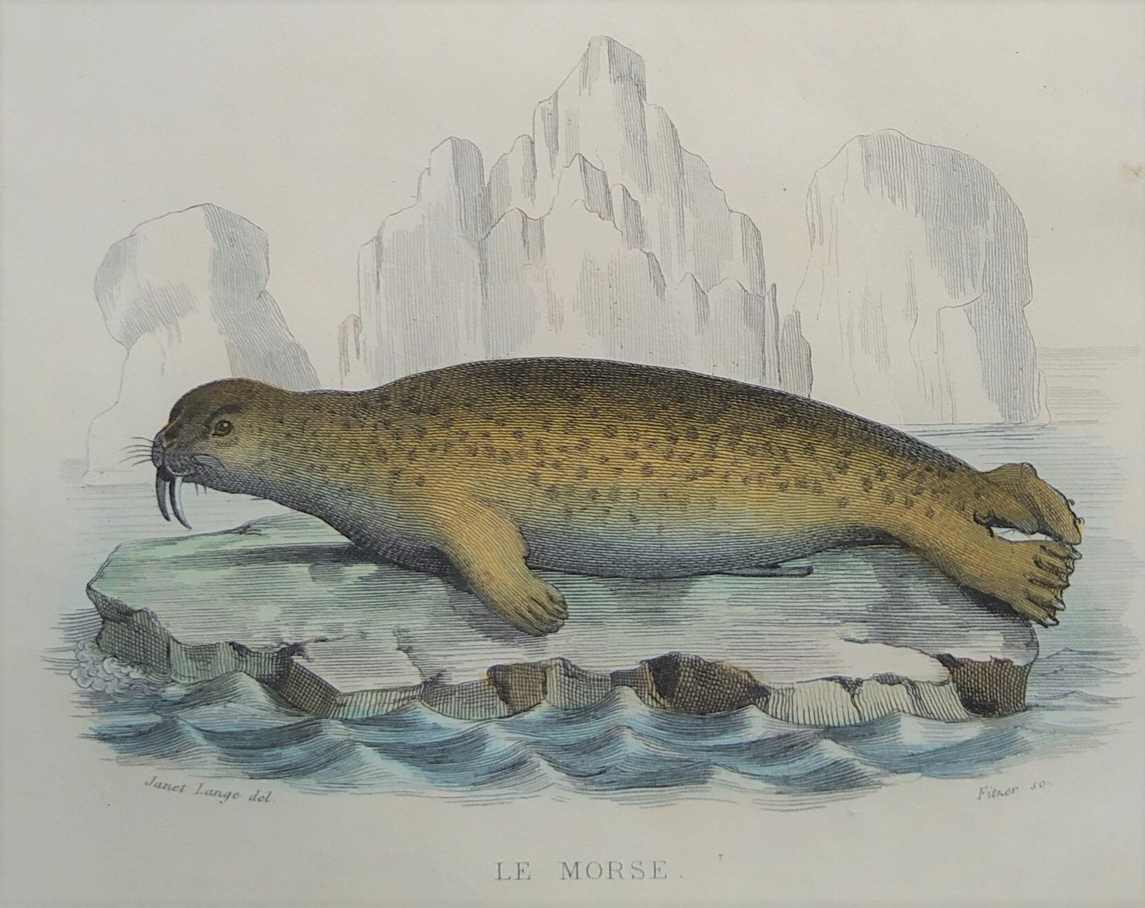 Original zoological board " seal & morse " - buffon 1840