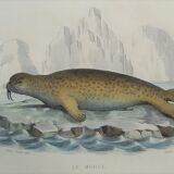 Original zoological board " seal & morse " - buffon 1840