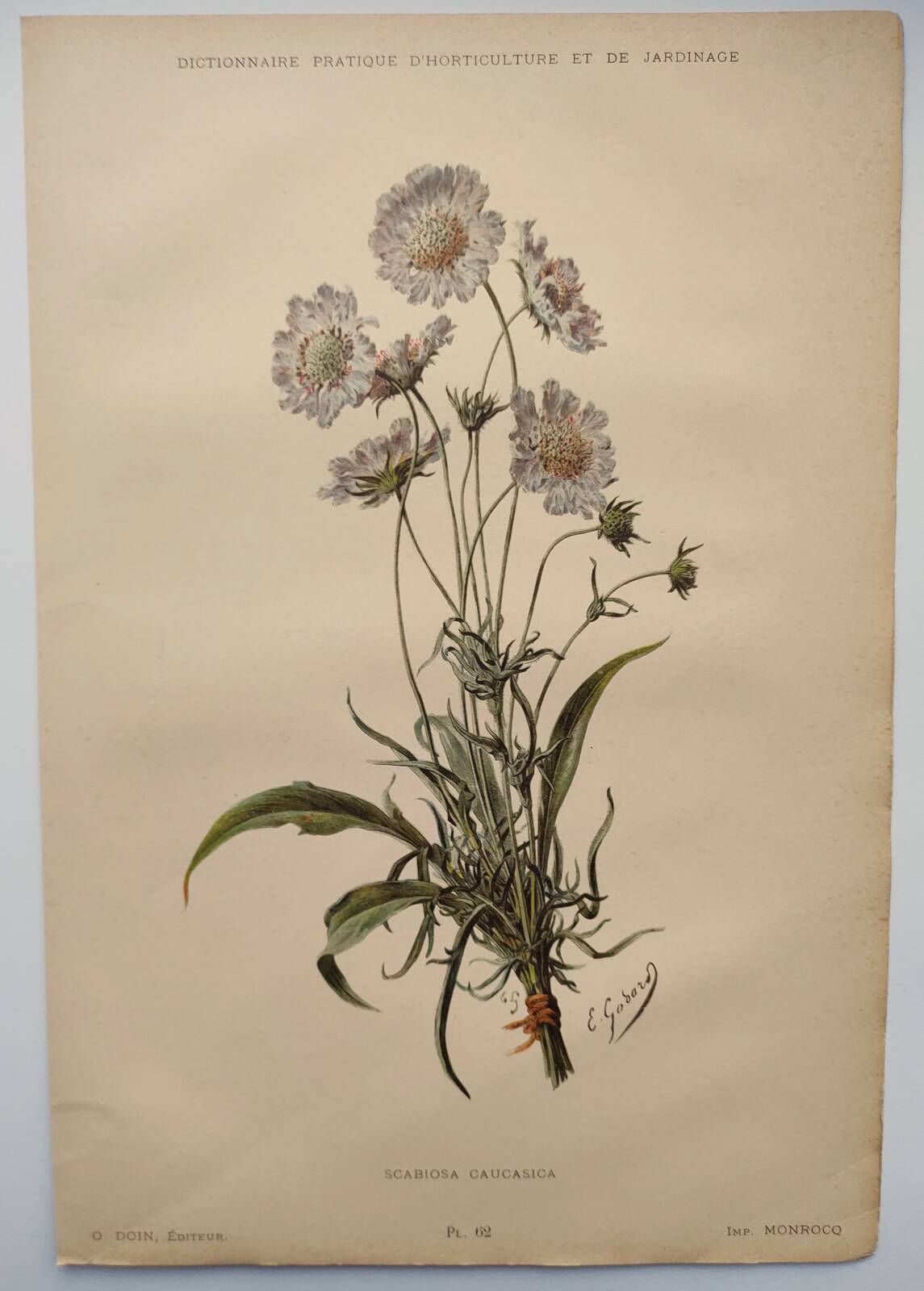 Botanical engraving from 1897 - Bouquet of Scabieuse - Old original flower plate by E.Godart