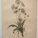 Botanical engraving from 1897 - Bouquet of Scabieuse - Old original flower plate by E.Godart