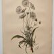 Botanical engraving from 1897 - Bouquet of Scabieuse - Old original flower plate by E.Godart
