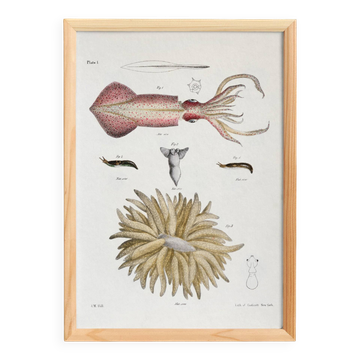 Affiche sur le calamar, d’après une lithographie ancienne de 1842.