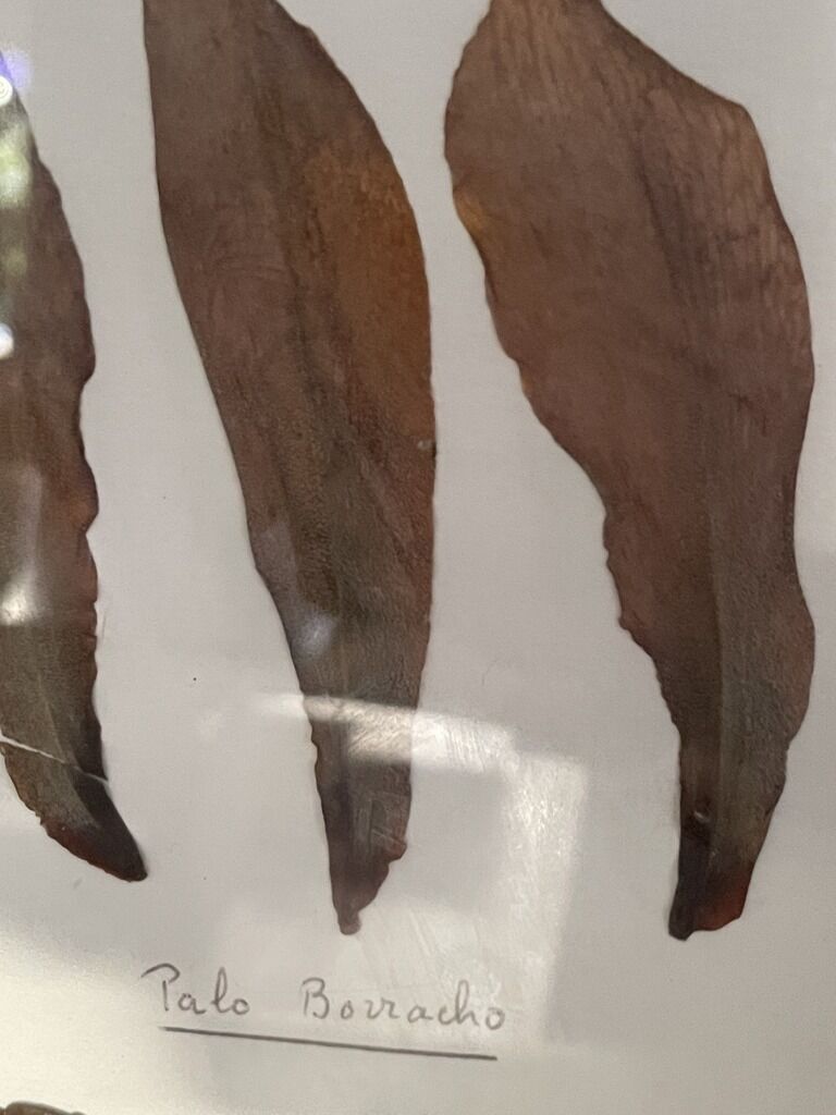 Herbier from Argentina