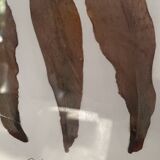 Herbier from Argentina