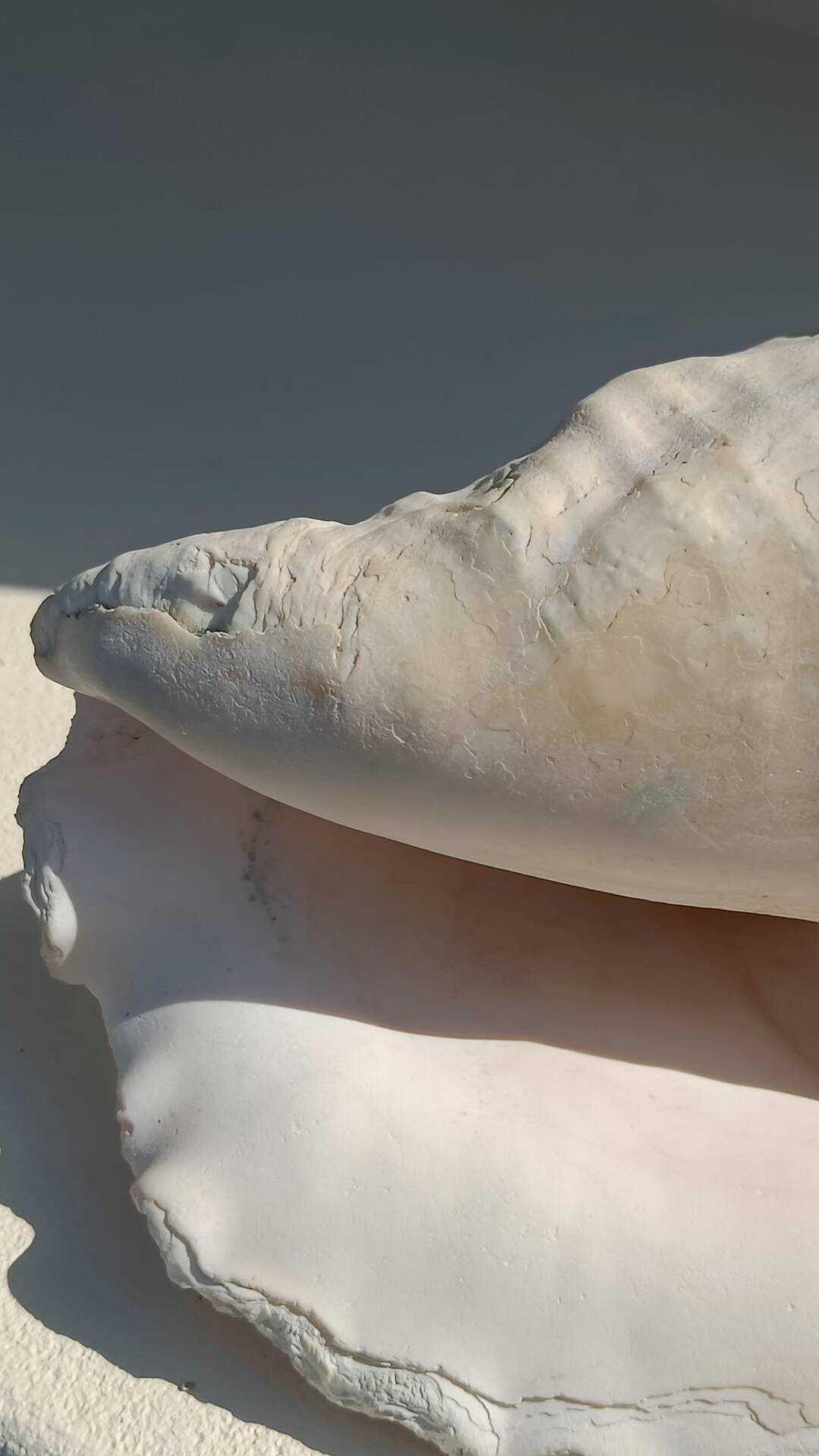 Conque marine blanche légèrement rosée