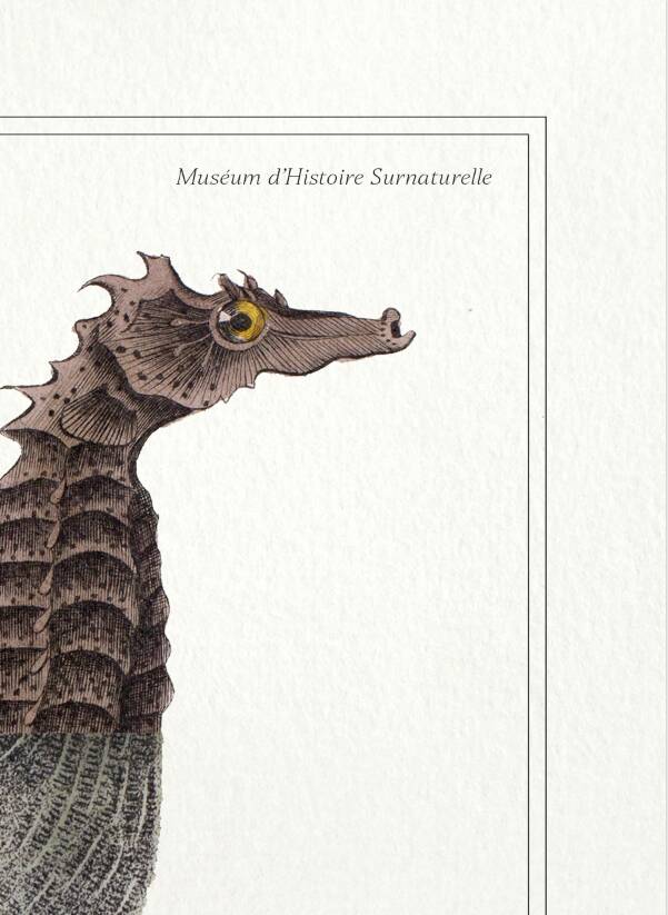 Lithograph engraving chimera animal - the cariapocampus