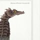 Lithograph engraving chimera animal - the cariapocampus