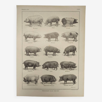 Gravure Originale de 1922 - Porc (2) - Planche ancienne de Cochon par A.G Richard