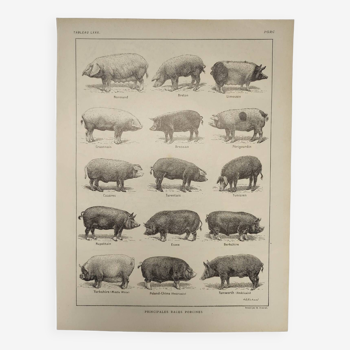 Original engraving from 1922 - Pig (2) - Old Pig board by AG Richard