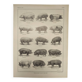Gravure Originale de 1922 - Porc (2) - Planche ancienne de Cochon par A.G Richard