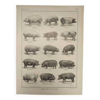 Original engraving from 1922 - Pig (2) - Old Pig board by AG Richard