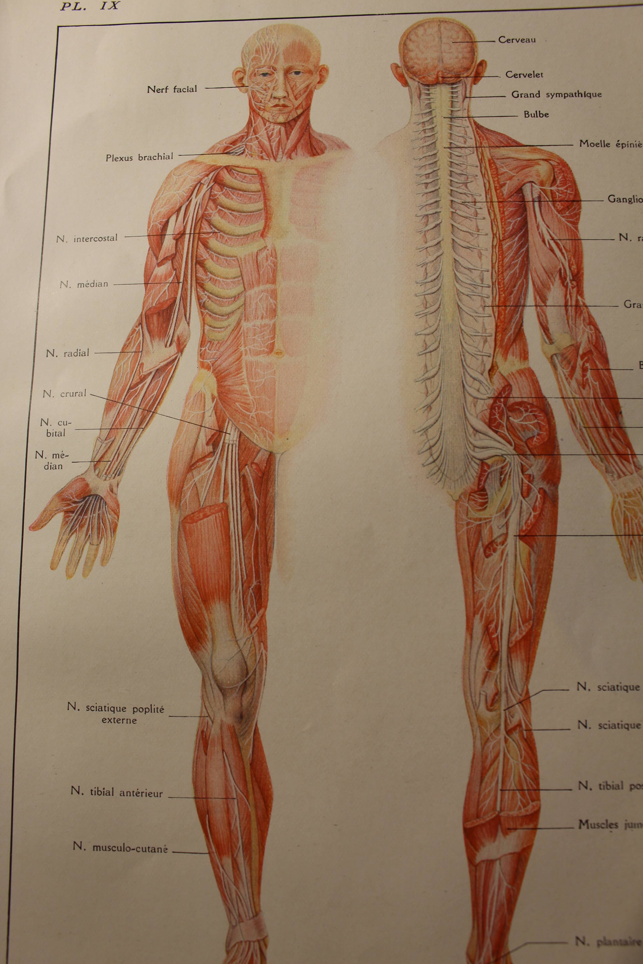 Medical board anatomy the brain and nerves