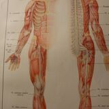 Medical board anatomy the brain and nerves