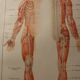 Planche médicale anatomie le cerveau et nerfs