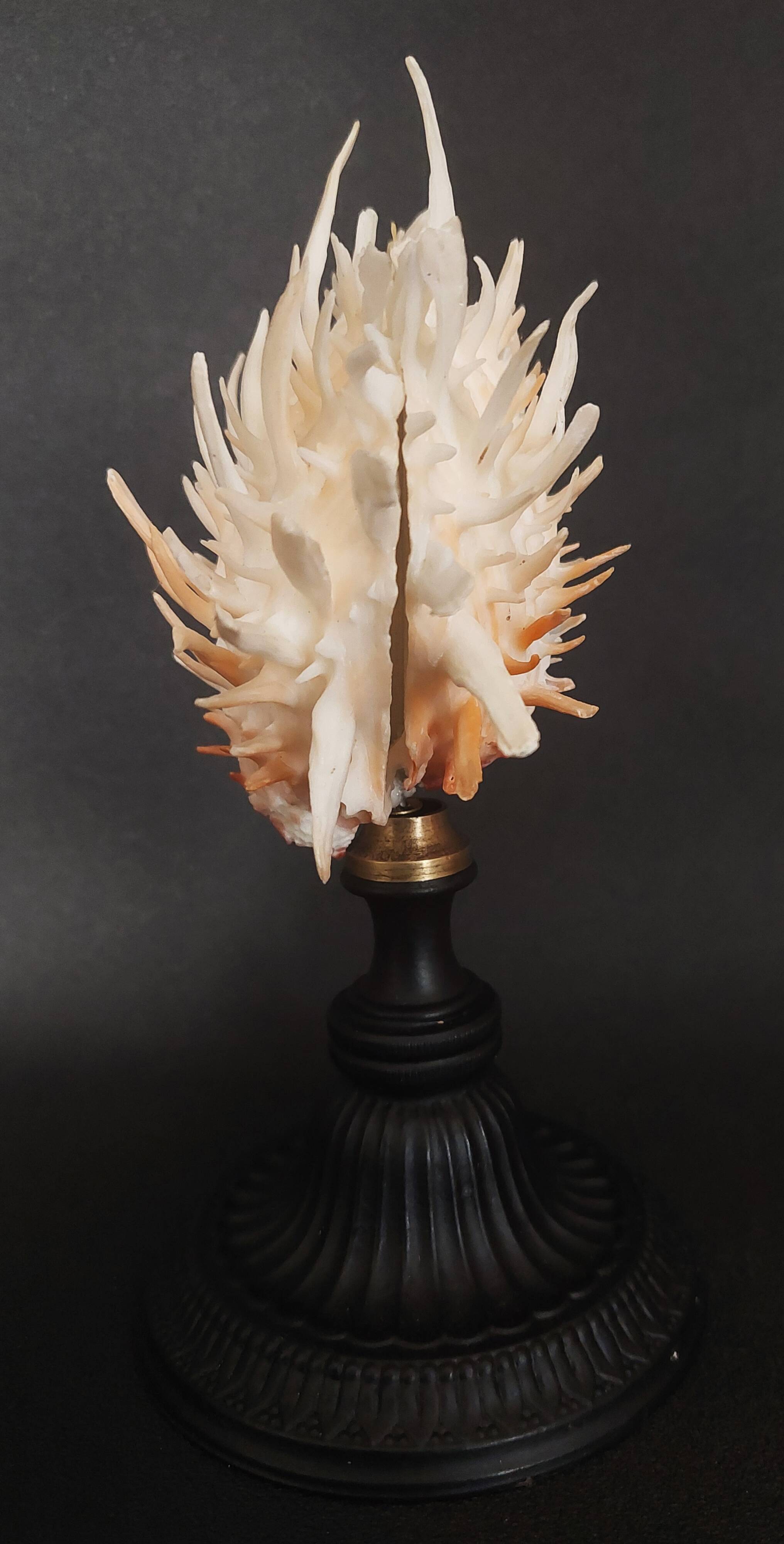 Cabinet of Curiosities Spondylus americanus shell on base