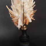 Cabinet of Curiosities Spondylus americanus shell on base