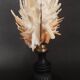 Cabinet of Curiosities Spondylus americanus shell on base