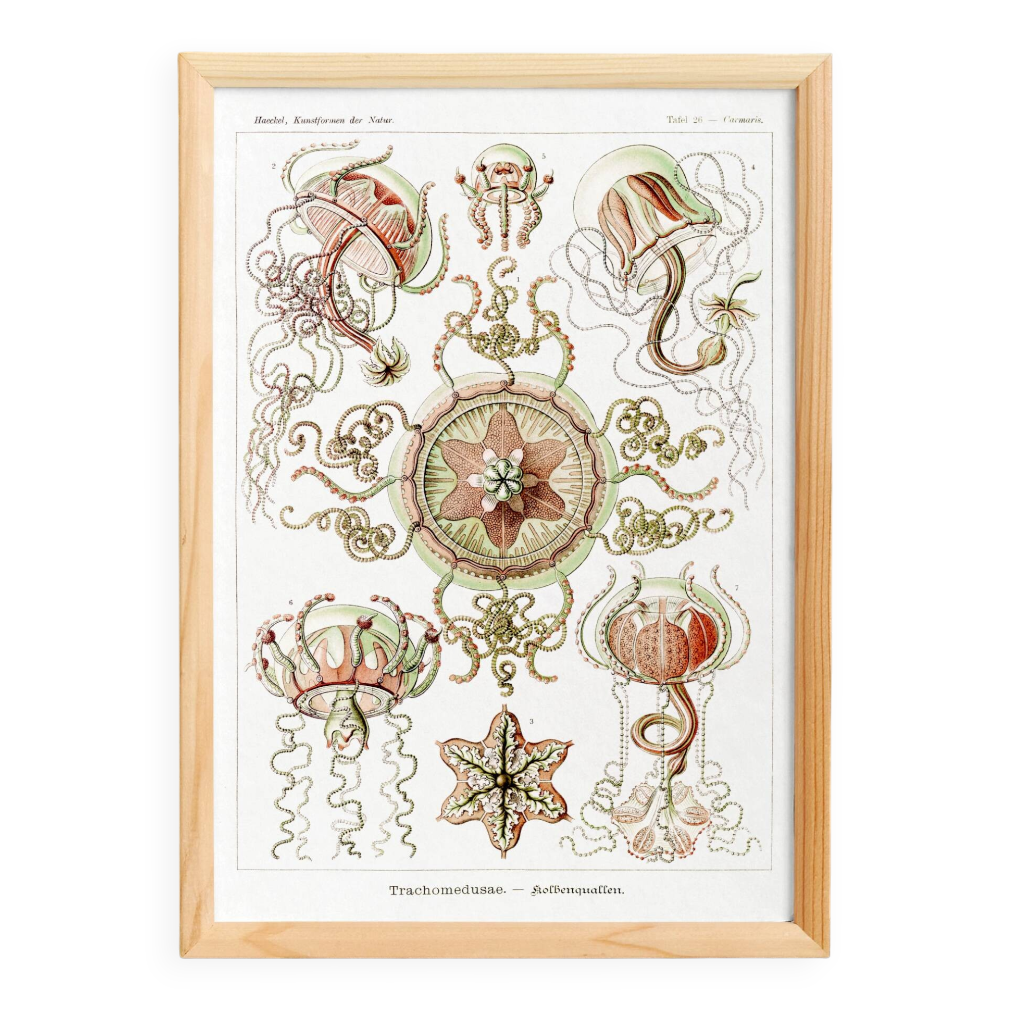 Poster on pelagic jellyfish, based on an old lithograph from 1904