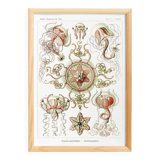 Poster on pelagic jellyfish, based on an old lithograph from 1904