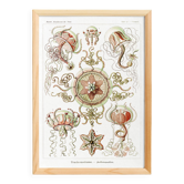 Poster on pelagic jellyfish, based on an old lithograph from 1904