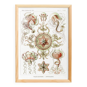 Poster on pelagic jellyfish, based on an old lithograph from 1904